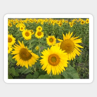 Field of sunflowers in summer Sticker